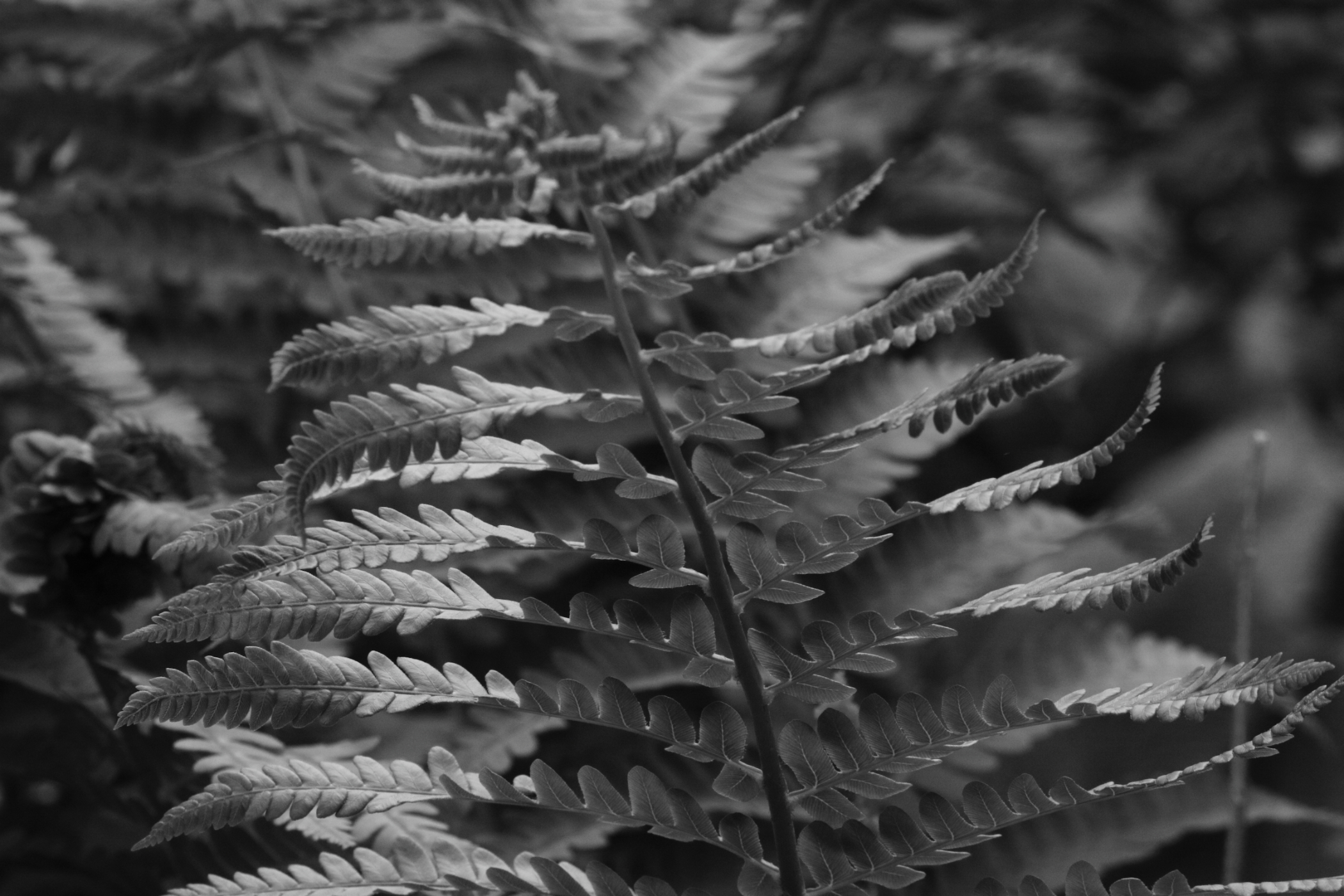 2015 05 16 HTP 000054825ebw (2)